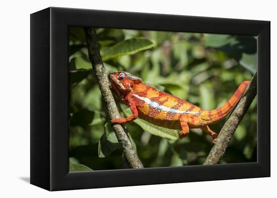 Red Panther Chameleon (Furcifer Pardalis), Endemic to Madagascar, Africa-Matthew Williams-Ellis-Framed Premier Image Canvas