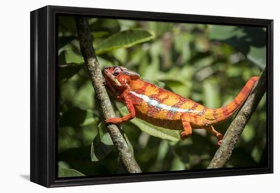 Red Panther Chameleon (Furcifer Pardalis), Endemic to Madagascar, Africa-Matthew Williams-Ellis-Framed Premier Image Canvas