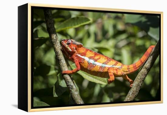 Red Panther Chameleon (Furcifer Pardalis), Endemic to Madagascar, Africa-Matthew Williams-Ellis-Framed Premier Image Canvas