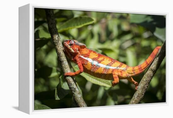 Red Panther Chameleon (Furcifer Pardalis), Endemic to Madagascar, Africa-Matthew Williams-Ellis-Framed Premier Image Canvas