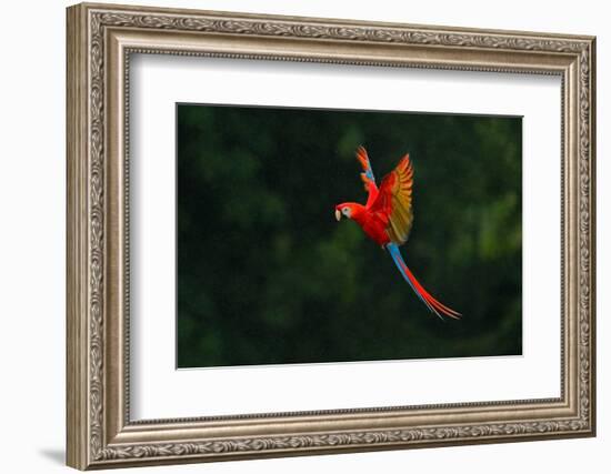 Red Parrot in the Rain. Macaw Parrot Flying in Dark Green Vegetation. Scarlet Macaw, Ara Macao, in-Ondrej Prosicky-Framed Photographic Print