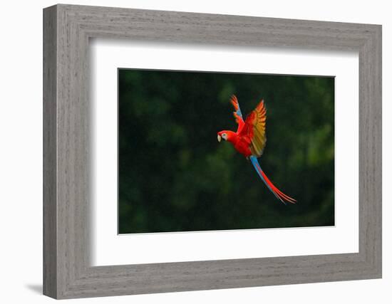 Red Parrot in the Rain. Macaw Parrot Flying in Dark Green Vegetation. Scarlet Macaw, Ara Macao, in-Ondrej Prosicky-Framed Photographic Print