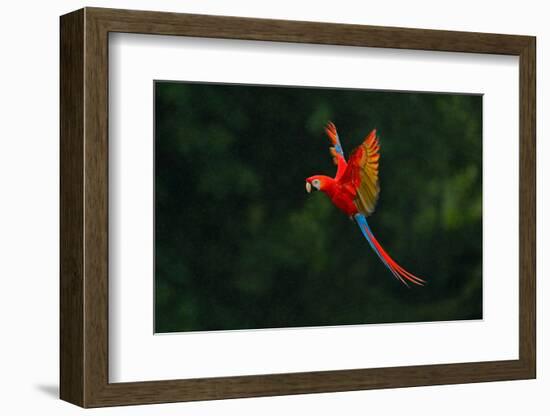 Red Parrot in the Rain. Macaw Parrot Flying in Dark Green Vegetation. Scarlet Macaw, Ara Macao, in-Ondrej Prosicky-Framed Photographic Print