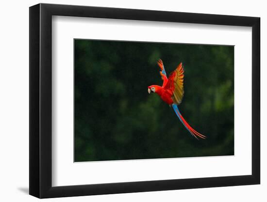 Red Parrot in the Rain. Macaw Parrot Flying in Dark Green Vegetation. Scarlet Macaw, Ara Macao, in-Ondrej Prosicky-Framed Photographic Print