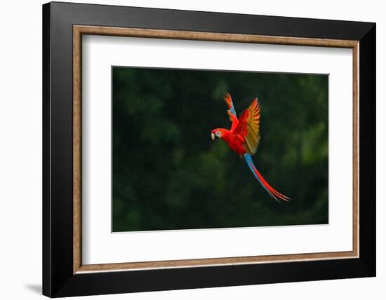 Red Parrot in the Rain. Macaw Parrot Flying in Dark Green Vegetation. Scarlet Macaw, Ara Macao, in-Ondrej Prosicky-Framed Photographic Print