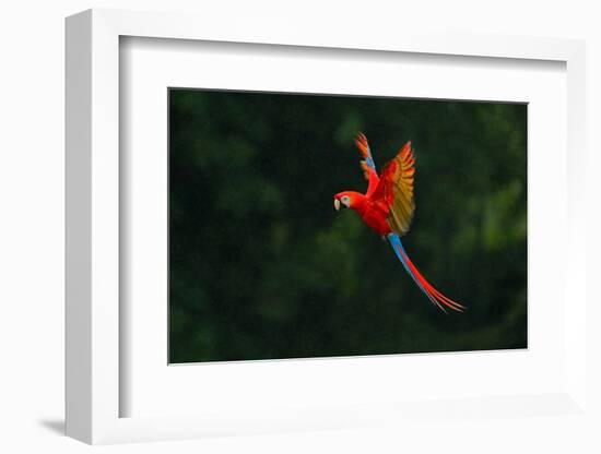 Red Parrot in the Rain. Macaw Parrot Flying in Dark Green Vegetation. Scarlet Macaw, Ara Macao, in-Ondrej Prosicky-Framed Photographic Print