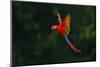 Red Parrot in the Rain. Macaw Parrot Flying in Dark Green Vegetation. Scarlet Macaw, Ara Macao, in-Ondrej Prosicky-Mounted Photographic Print