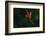 Red Parrot in the Rain. Macaw Parrot Flying in Dark Green Vegetation. Scarlet Macaw, Ara Macao, in-Ondrej Prosicky-Framed Photographic Print