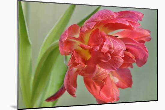 Red Parrot Tulip-Cora Niele-Mounted Giclee Print