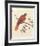 Red Parrot-null-Framed Premium Giclee Print