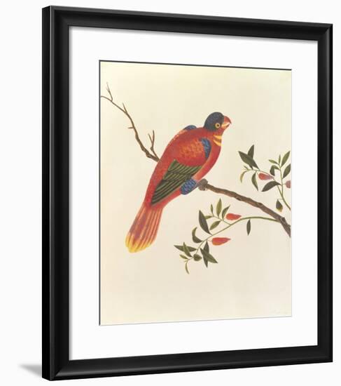 Red Parrot-null-Framed Premium Giclee Print