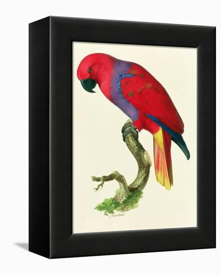 Red Parrot-Jacques Barraband-Framed Premier Image Canvas