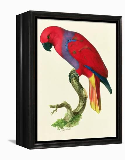 Red Parrot-Jacques Barraband-Framed Premier Image Canvas