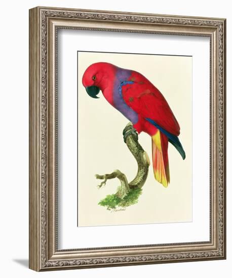 Red Parrot-Jacques Barraband-Framed Giclee Print