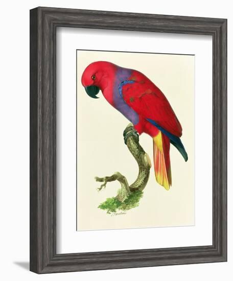 Red Parrot-Jacques Barraband-Framed Giclee Print