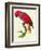 Red Parrot-Jacques Barraband-Framed Giclee Print