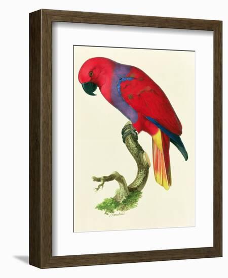 Red Parrot-Jacques Barraband-Framed Giclee Print