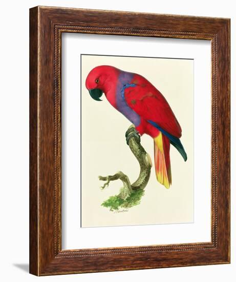 Red Parrot-Jacques Barraband-Framed Giclee Print