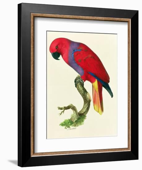 Red Parrot-Jacques Barraband-Framed Giclee Print