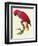 Red Parrot-Jacques Barraband-Framed Giclee Print