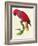 Red Parrot-Jacques Barraband-Framed Giclee Print