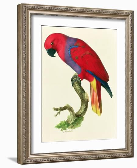 Red Parrot-Jacques Barraband-Framed Giclee Print