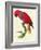 Red Parrot-Jacques Barraband-Framed Giclee Print