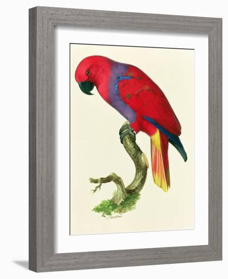 Red Parrot-Jacques Barraband-Framed Giclee Print