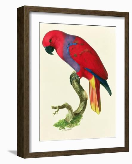 Red Parrot-Jacques Barraband-Framed Giclee Print