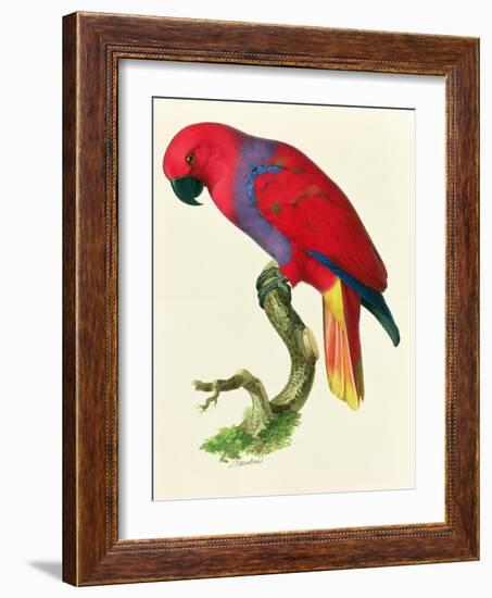 Red Parrot-Jacques Barraband-Framed Giclee Print