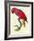 Red Parrot-Jacques Barraband-Framed Giclee Print