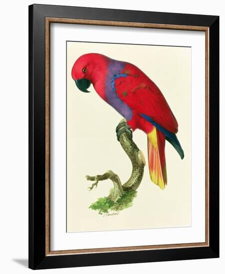 Red Parrot-Jacques Barraband-Framed Giclee Print