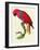 Red Parrot-Jacques Barraband-Framed Giclee Print