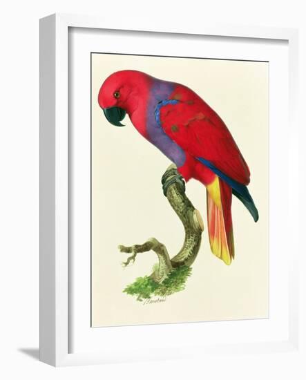 Red Parrot-Jacques Barraband-Framed Giclee Print