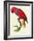 Red Parrot-Jacques Barraband-Framed Giclee Print