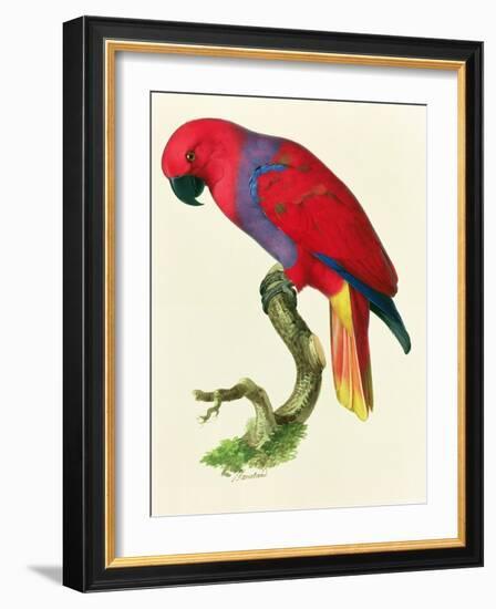 Red Parrot-Jacques Barraband-Framed Giclee Print