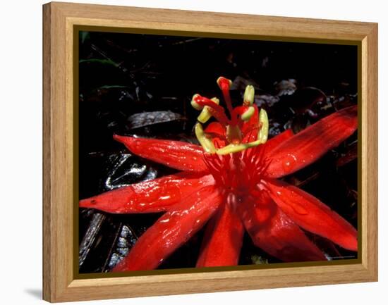 Red Passioflora, Barro Colorado Island, Panama-Christian Ziegler-Framed Premier Image Canvas