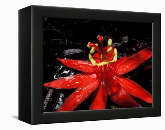 Red Passioflora, Barro Colorado Island, Panama-Christian Ziegler-Framed Premier Image Canvas