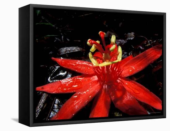 Red Passioflora, Barro Colorado Island, Panama-Christian Ziegler-Framed Premier Image Canvas