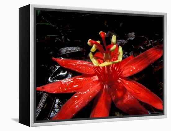 Red Passioflora, Barro Colorado Island, Panama-Christian Ziegler-Framed Premier Image Canvas