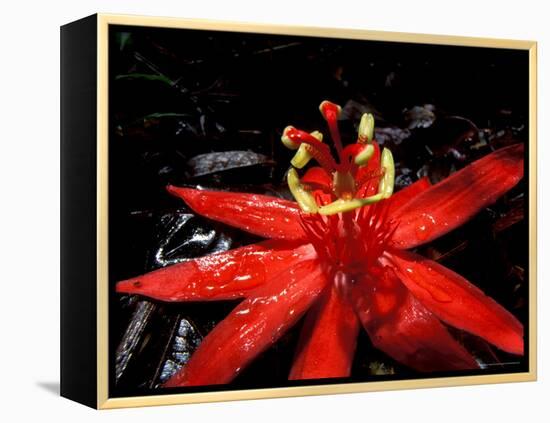 Red Passioflora, Barro Colorado Island, Panama-Christian Ziegler-Framed Premier Image Canvas