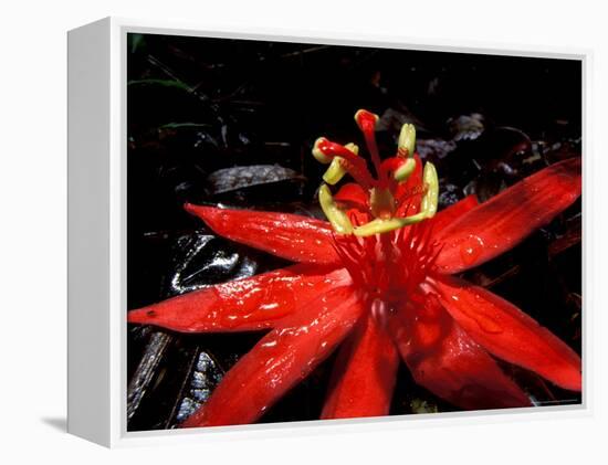 Red Passioflora, Barro Colorado Island, Panama-Christian Ziegler-Framed Premier Image Canvas