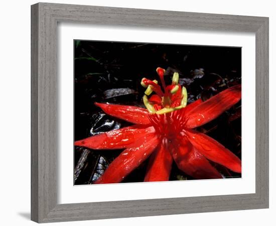 Red Passioflora, Barro Colorado Island, Panama-Christian Ziegler-Framed Photographic Print