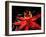 Red Passioflora, Barro Colorado Island, Panama-Christian Ziegler-Framed Photographic Print