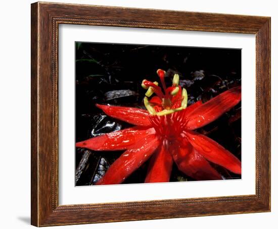 Red Passioflora, Barro Colorado Island, Panama-Christian Ziegler-Framed Photographic Print