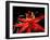 Red Passioflora, Barro Colorado Island, Panama-Christian Ziegler-Framed Photographic Print