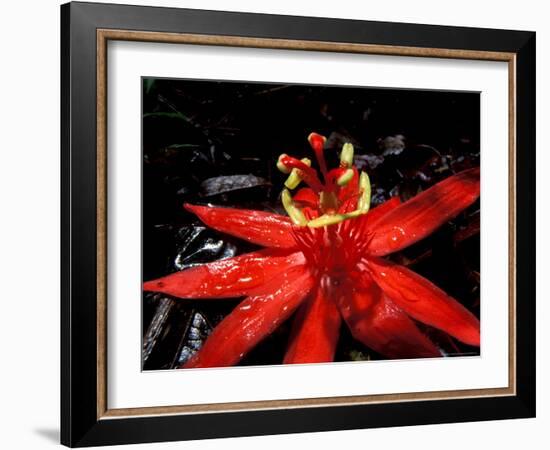 Red Passioflora, Barro Colorado Island, Panama-Christian Ziegler-Framed Photographic Print