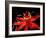 Red Passioflora, Barro Colorado Island, Panama-Christian Ziegler-Framed Photographic Print