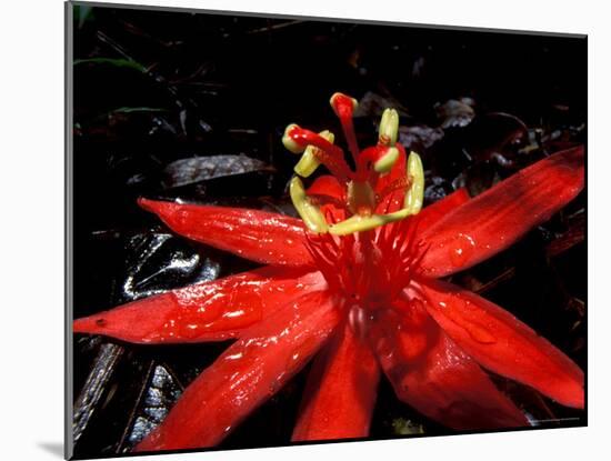 Red Passioflora, Barro Colorado Island, Panama-Christian Ziegler-Mounted Photographic Print