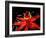 Red Passioflora, Barro Colorado Island, Panama-Christian Ziegler-Framed Photographic Print